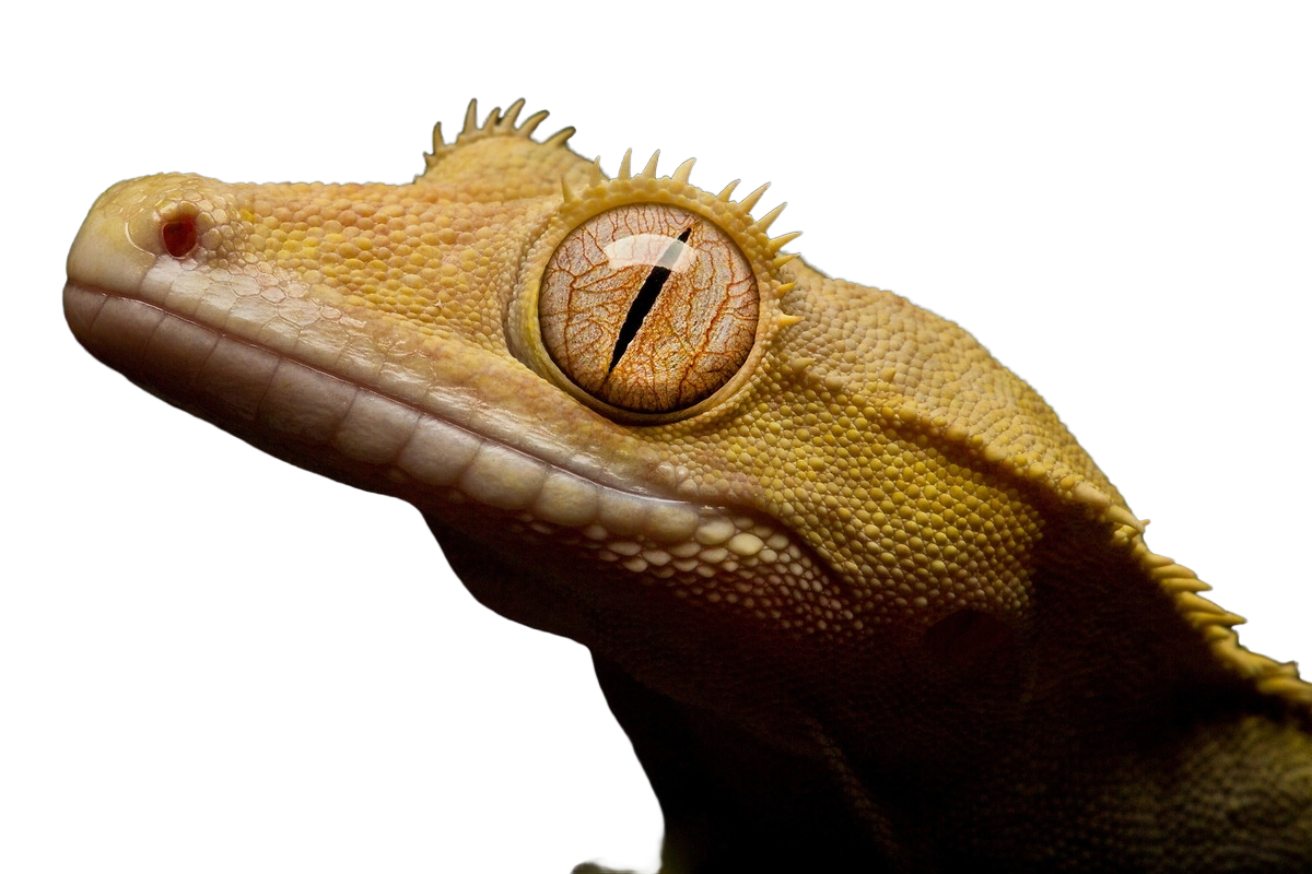 Crested Gecko